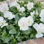 草花の苗ビオラビビクリアホワイト3...