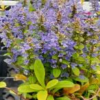 アジュガ：フェザーフレンズコーディ...