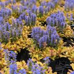 アジュガフェザーフレンズファンシー...