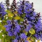 アジュガフェザーフレンズペティート...