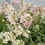 草花の苗アリッサムサーモン系3.5...