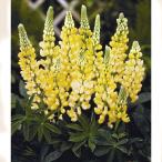 草花の苗宿根ルピナスシャンデリア3...