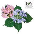 花木 庭木の苗 ヤマアジサイ タフスタッフ ダブルスターライト3.5号ポット