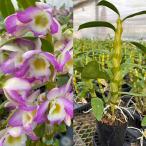 ショッピングほほえみ 観葉植物 デンドロビウム スプリングカラーほほえみ 2.5号ポット