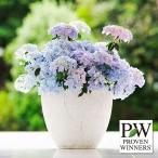 花木 庭木の苗 ラグランジア（アジサイ） クリスタルヴェール 2 3.5号ポット 3株セット