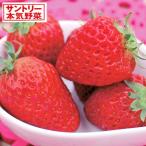  овощи. рассада / клубника ( 4 сезон становится ): Dolce Berry (R)3 номер pot * 24 АО комплект бесплатная доставка 