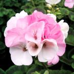 . цветок. рассада герань ho laizn Apple bro Sam 3.5 номер pot 