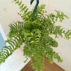 観葉植物/ネフロレピス:ビセラタ(フィッシュテールファーン) 5号吊り鉢