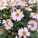 草花の苗 ブラキカム パシフィックアイランド3-3.5号