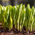  овощи. рассада /u Louis ( еда для хоста * oo ba хоста ): jumbo u Louis небо дракон 3.5 номер pot 