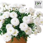 草花の苗マーガレットシュガリースフ...