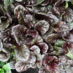 アジュガレプタンスブラックスカロッ...