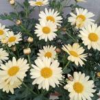 草花の苗 マーガレット スイングレモネード3.5号ポッ