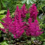 草花の苗 アスチルベ ビジョンインボルケーノ4号ポッ