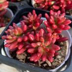 観葉植物/セダム：オーロラ2‐2....