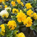 草花の苗パンジーフルーツボンボン3...