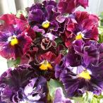 草花の苗パンジーフルーツボンボン3...