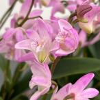  gold механизм nam Smile душ 3.5 номер растение в горшке 