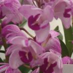  gold механизм nam мед flash 3.5 номер растение в горшке 