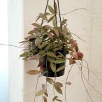 ショッピングラティス 観葉植物/ホヤ：シギラティス　リバー　4号吊り鉢 ザ・ファームセレクト