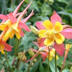 草花の苗オダマキテキーラサンライズ...