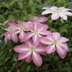 クレマチスの苗 クレマチス ナツアカネ（夏茜）3.5号ロングポット（フロリダ系）
