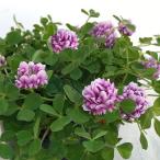 草花の苗カトレアクローバー3号ポッ...