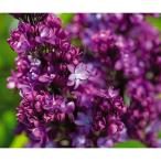 花木 庭木の苗 ライラック バーチャルバイオレット5号ポット