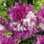 草花の苗 シャクヤク（芍薬） セレ�