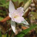  луговые и горные травы. рассада si Ran toki цвет три бабочка .si Ran 3 номер pot 