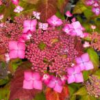 花木 庭木の苗 アジサイ ジャガーレッド3.5号ポット