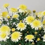 草花の苗マーガレットおぼろ月3.5...