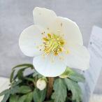 大和園さんのクリスマスローズニゲル...