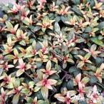 草花の苗キンギョソウブランルージュ...