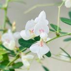 花木 庭木の苗 26年10月中下旬予約 ハギ（萩） マキエハギ4号ポット