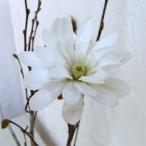 花木庭木の苗ヒメコブシロイヤルスタ...