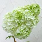 花木 庭木の苗/(わけあり特価)カシワバアジサイ:ハーモニー 6号ポット