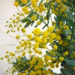 花木 庭木の苗 アカシア ギンヨウアカシア（選抜種）5号鉢植え