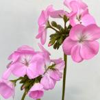 . цветок. рассада герань булавка to premium лаванда 5 номер растение в горшке 