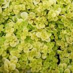 観葉植物/セダム：オオゴンマルバマ...