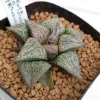 観葉植物/ハオルチア：B型ブラック...