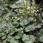 草花の苗 ユキノシタ（雪の下）3号ポット2株セット