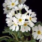  луговые и горные травы. рассада yukiwa Rico The kla белый цветок 3 номер pot 2 АО комплект 