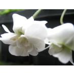 山野草の苗ニオイスミレスワンリーホ...