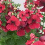 草花の苗ネメシアモフモフレッド3....