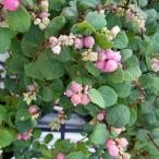 草花の苗/(わけあり特価)シンフォリカルポス:ピンク3号ポット