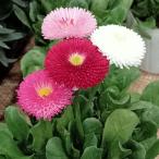 草花の苗 デージー タッソー 花色ミックスポット3.5号