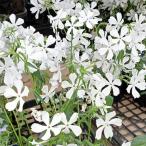 草花の苗/フロックス：ディバリカタ...