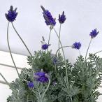 草花の苗ラベンダー中山さんのちょっ...