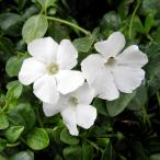 ビンカミノール白花緑葉3号ポット2...